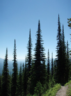 Fir Spires