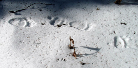 grizzly tracks
