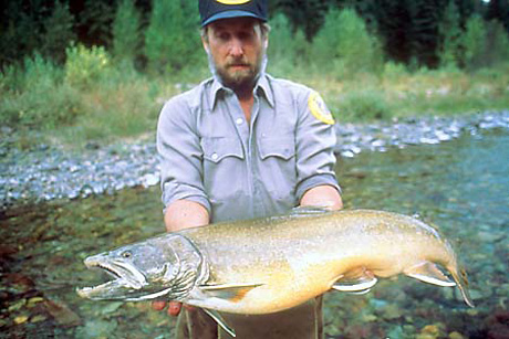 bull trout