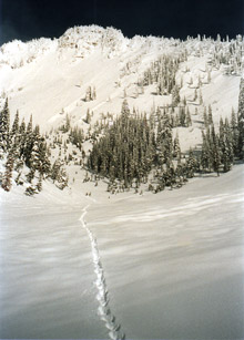 wolverine tracks